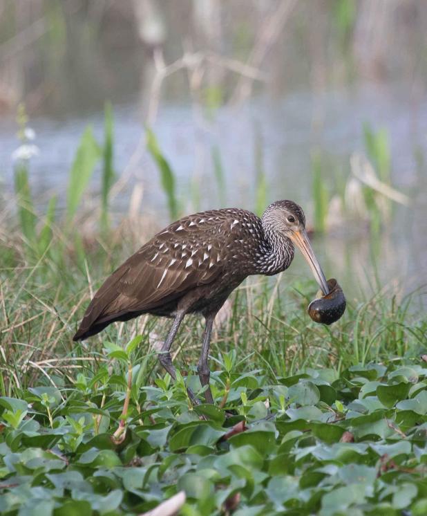 John Flores: Limpkins are loud, a bit odd and hungry for ...
