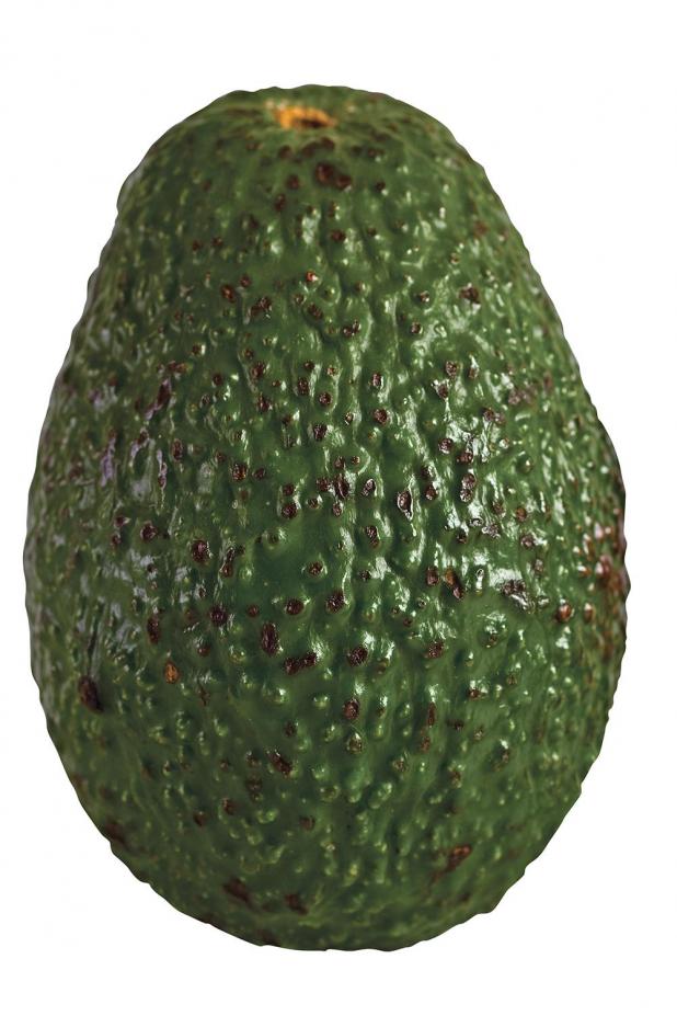 Big avocado earns Hawaii family Guinness World Records honor | St. Mary Now
